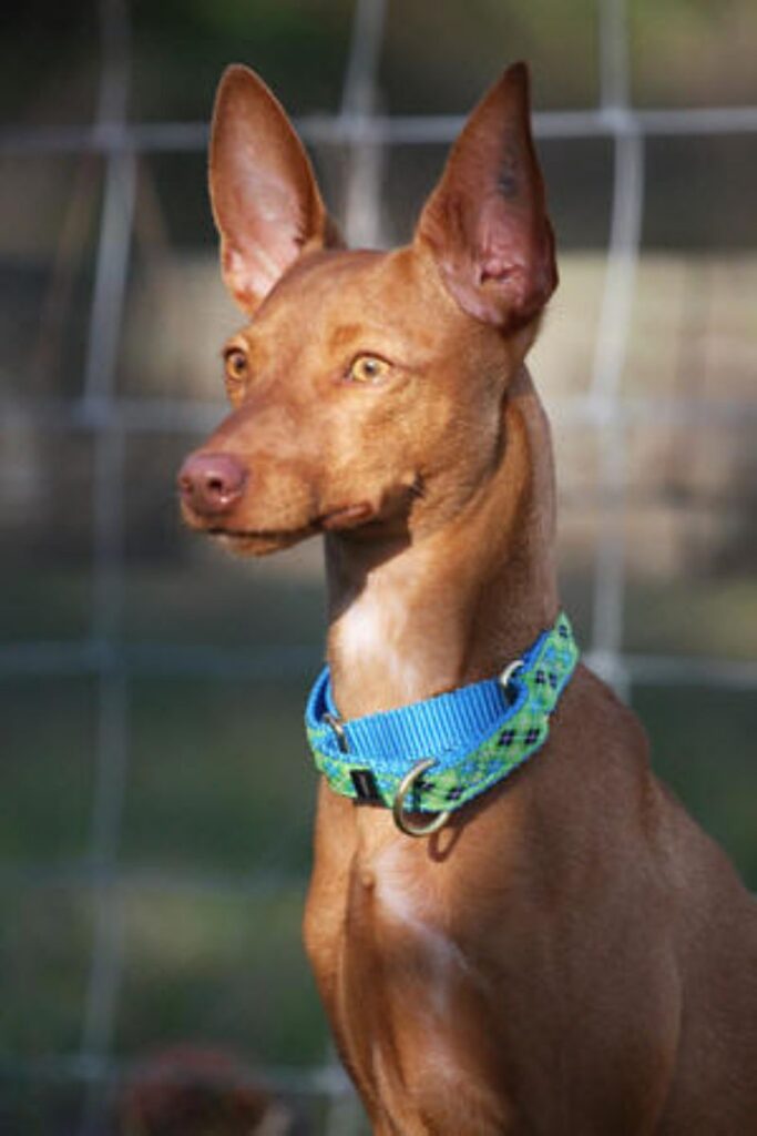 Andalusian Podenco
