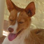 Andalusian Podenco