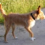 Andalusian Podenco