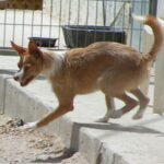 Andalusian Podenco