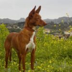Andalusian Podenco
