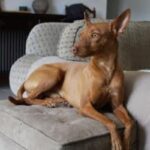 Andalusian Podenco