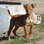 Andalusian Podenco