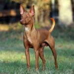 Andalusian Podenco