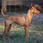 Andalusian Podenco