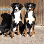 Appenzeller Sennenhund