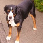 Appenzeller Sennenhund
