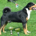 Appenzeller Sennenhund