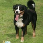 Appenzeller Sennenhund