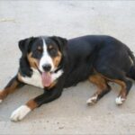 Appenzeller Sennenhund