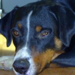 Appenzeller Sennenhund