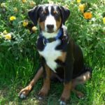 Appenzeller Sennenhund