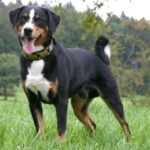 Appenzeller Sennenhund