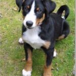 Appenzeller Sennenhund