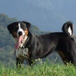 Appenzeller Sennenhund