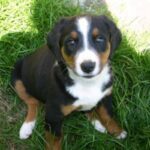 Appenzeller Sennenhund