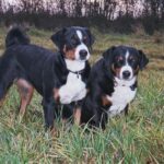 Appenzeller Sennenhund