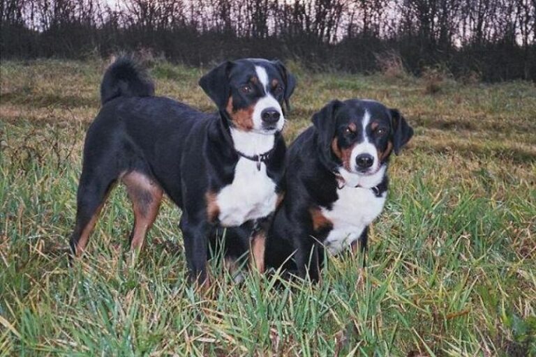 Appenzeller Sennenhund