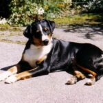 Appenzeller Sennenhund