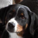 Appenzeller Sennenhund