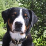 Appenzeller Sennenhund