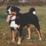Appenzeller Sennenhund