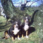 Appenzeller Sennenhund