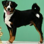 Appenzeller Sennenhund