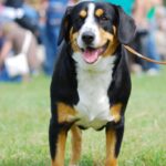 Appenzeller Sennenhund