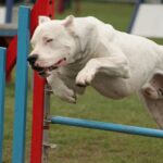 Argentinsk Dogge