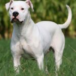 Argentinsk Dogge