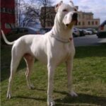 Argentinsk Dogge