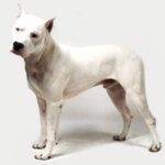 Argentinsk Dogge