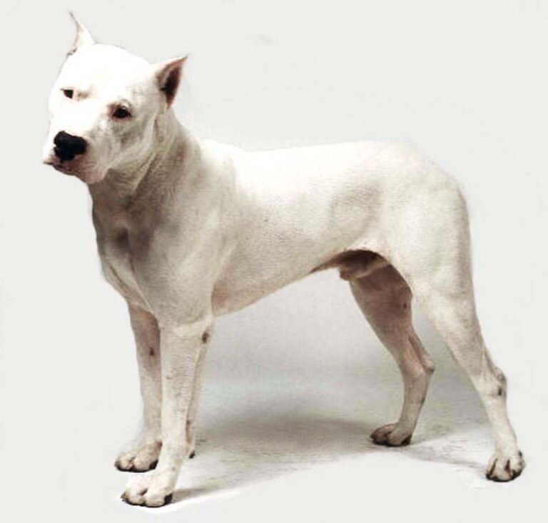Argentinsk Dogge