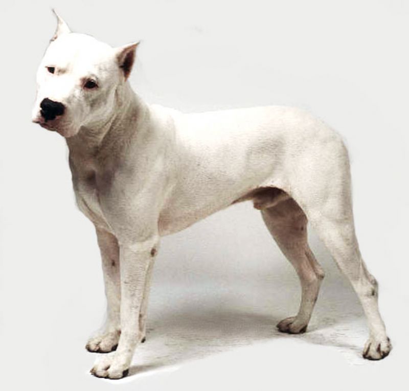 Argentinsk Dogge
