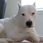 Argentinsk Dogge