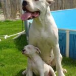 Argentinsk Dogge