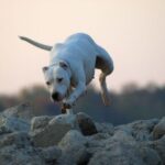 Argentinsk Dogge
