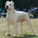 Argentinsk Dogge