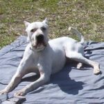 Argentinsk Dogge