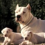 Argentinsk Dogge