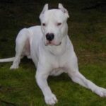 Argentinsk Dogge