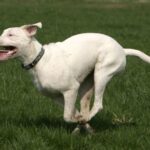 Argentinsk Dogge