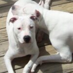 Argentinsk Dogge