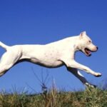 Argentinsk Dogge