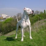 Argentinsk Dogge