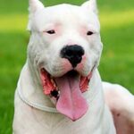Argentinsk Dogge