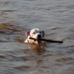 Argentinsk Dogge
