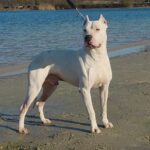Argentinsk Dogge