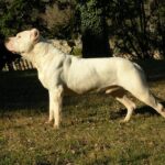 Argentinsk Dogge